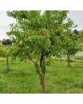 Нектарин Фантазия (поздний) | Prunus nucipersica Fantasia | Нектарин Фантазія (пізній)